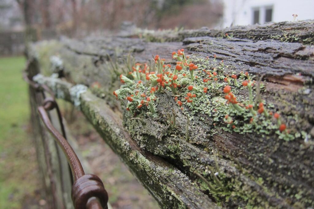 Grmičasti lišaji so različno oblikovani (večji/manjši grmički), a so na podlago vezani le v eni točki. Njihova steljka je najbolj razrasla, zato ima največji del površine v stiku z zrakom, to pa je razlog, da so ti najbolj občutljivi na onesnažen zrak.