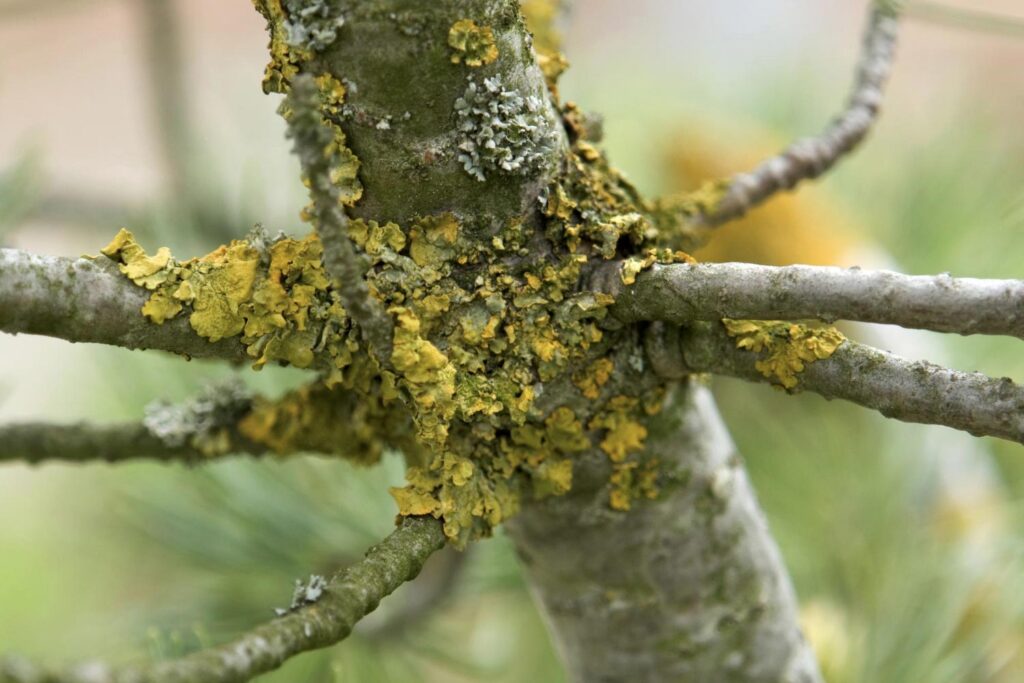 Listasti lišaji se z deli, ki imajo obliko lističev, dviga nad površino, steljka pa je na več delih pritrjena na podlago. Gre za vmesno obliko med skorjastimi in grmičastimi lišaji, zato bi lahko rekli, da je ta oblika srednje občutljiva na onesnažen zrak.