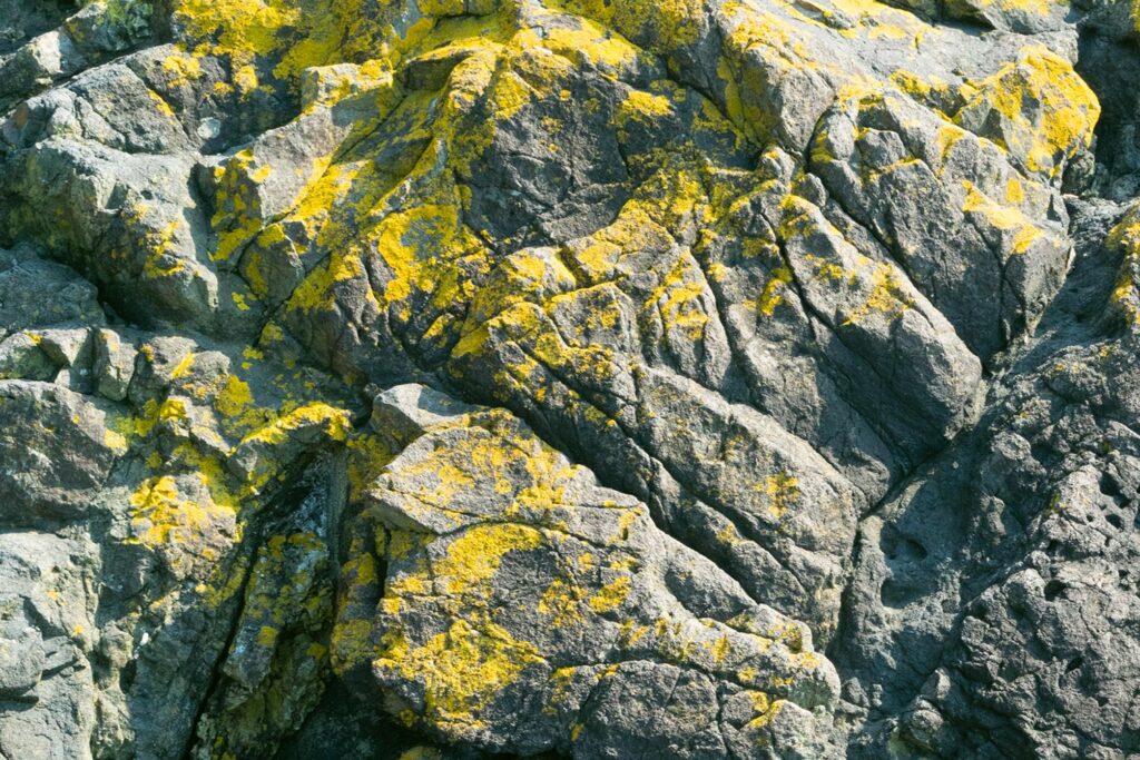 Skorjasti lišaji so tisti, ki so popolnoma prilegli na podlago (celo vrasli vanjo), kot je na primer beton, kamenje, skorja … Ker je steljka manj izpostavljena zraku, iz katerega pridobiva vse snovi za življenje, ta vrsta lišajev velja za najmanj občutljivo na onesnažen zrak.