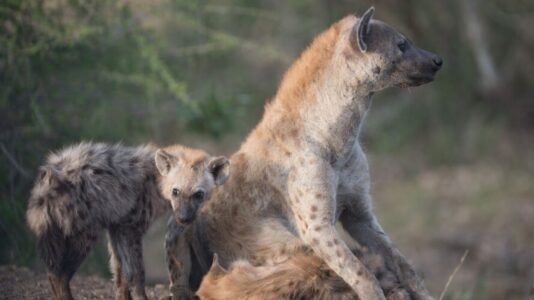 Mladič in odrasla hijena