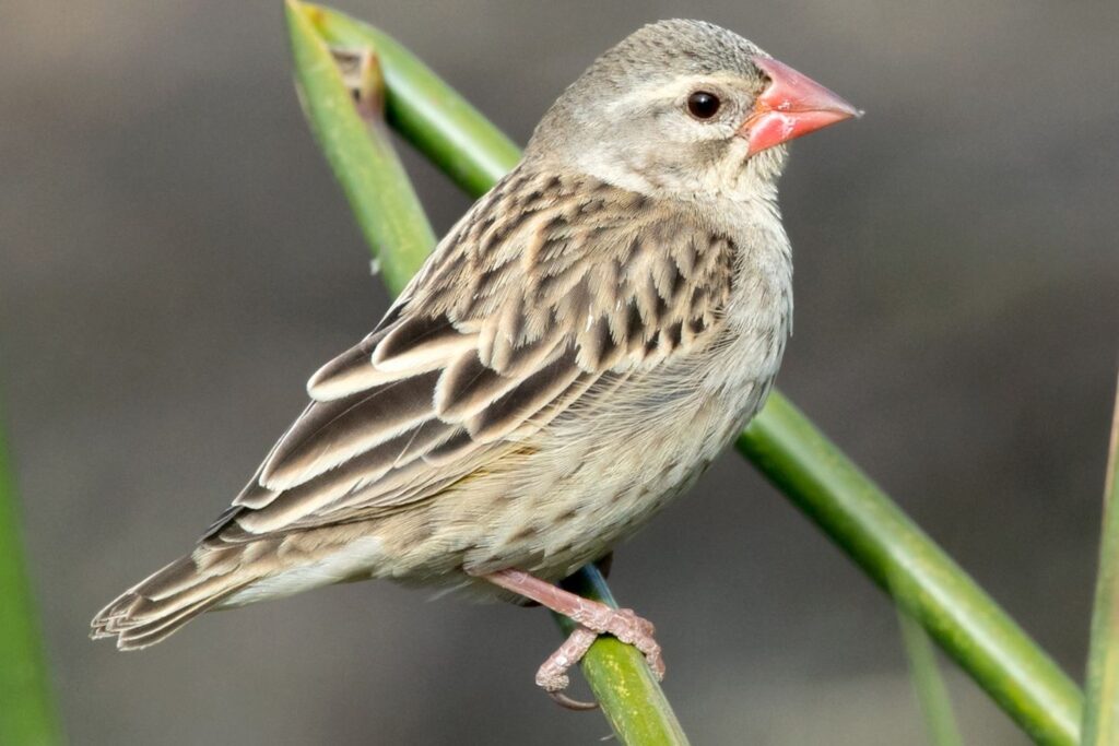 Ptica Rdečekljuni tkalec