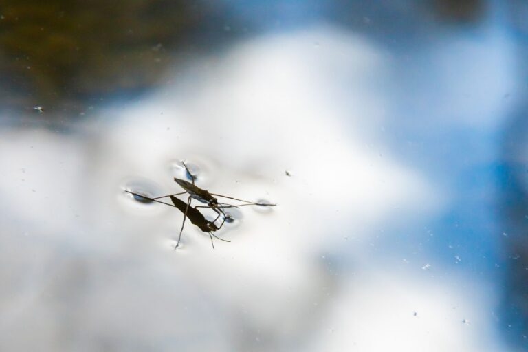 Vodni drsalec na površini vode