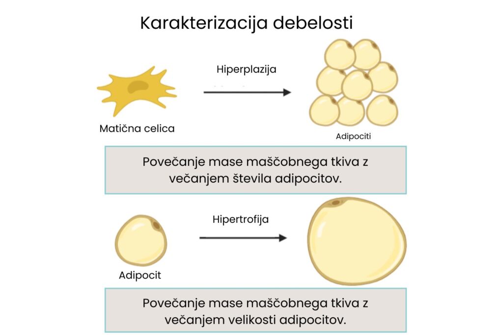 Shema razlik med hiperplazijo (povečanje mase maščobnega tkiva z večanjem števila adipocitov) in hipertrofijo (povečanje mase maščobnega tkiva z večanjem velikosti adipocitov).